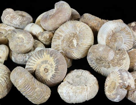 small ammonite fossils for sale.